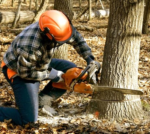 Tree Removal in Woodgate, NY